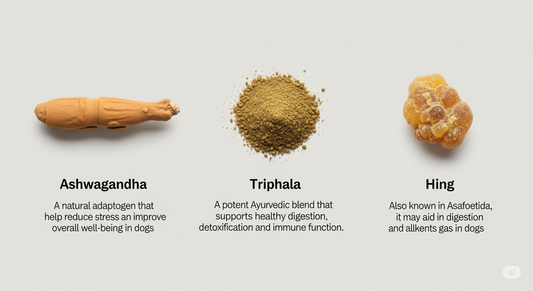 🌿 Ashwagandha for Dogs? 7 Surprising Indian Herbs Backed by Science