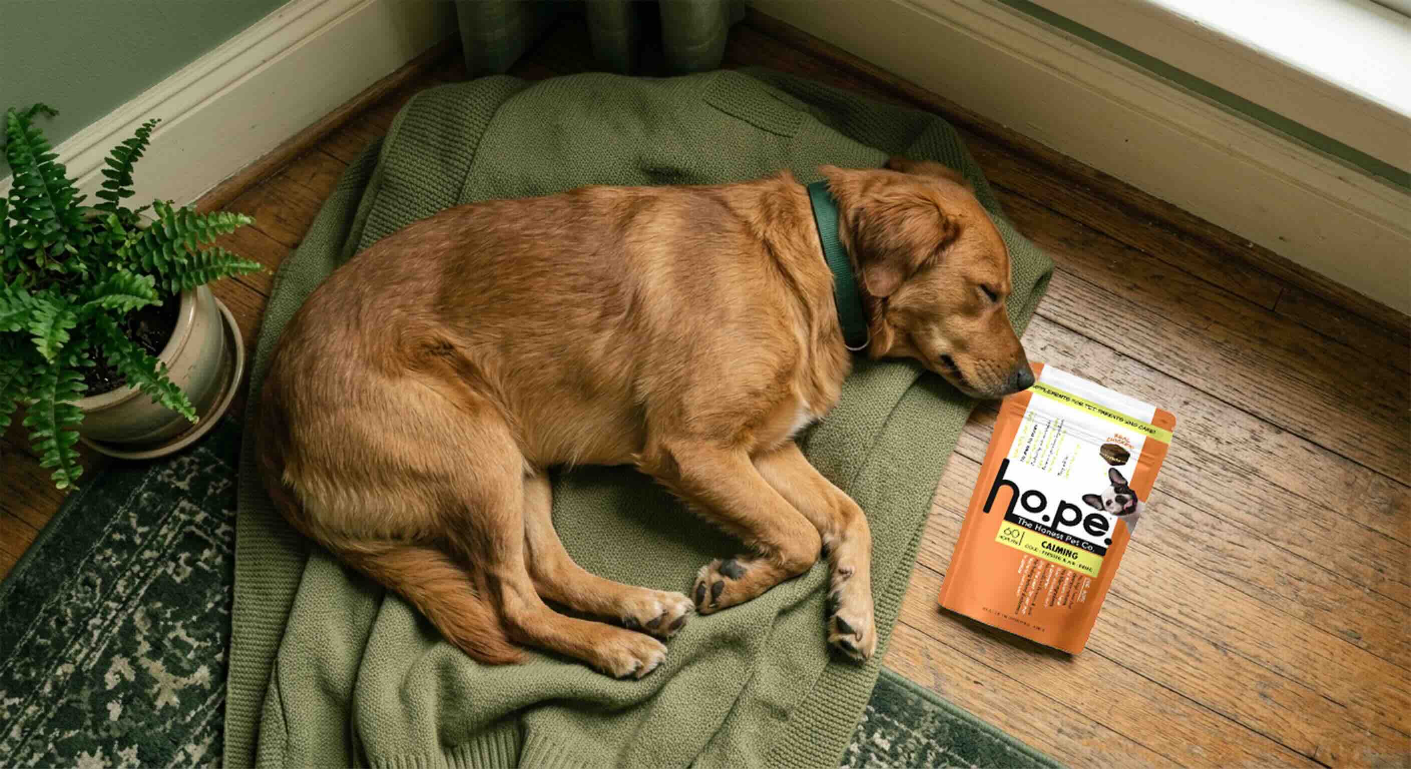 Calming Supplement for Dogs: Natural Anxiety Relief