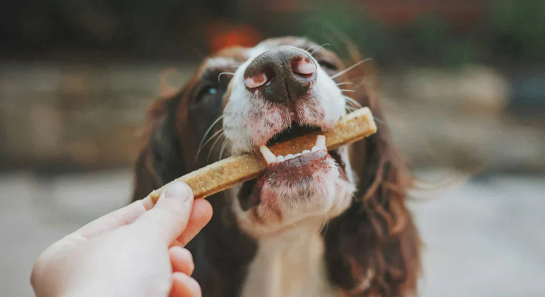 Chicken Chews for Dogs: Are They a Healthy Dog Chew Supplement?