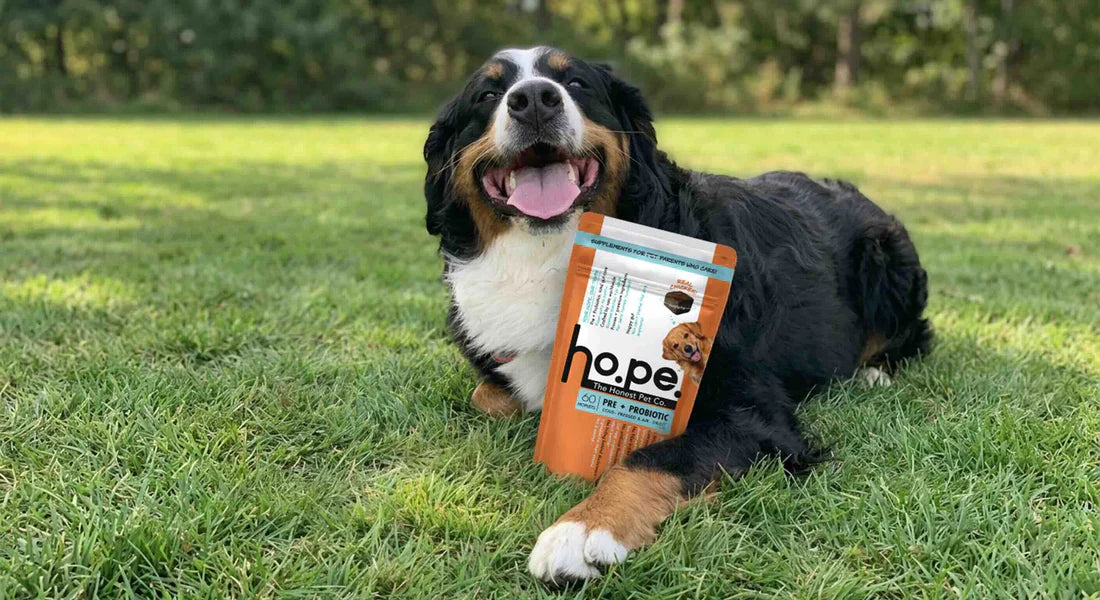 Dog Immunity & Gut Support: The Honest Pet Approach