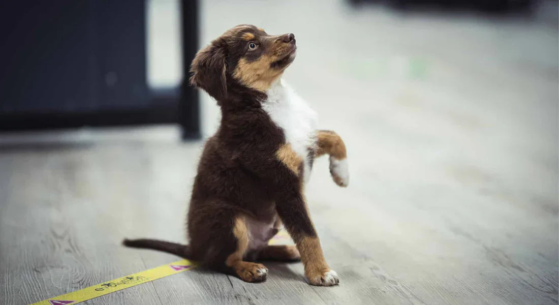 Dog Supplements for Joints: Prevent Dog Limping & Stiff Joints Naturally