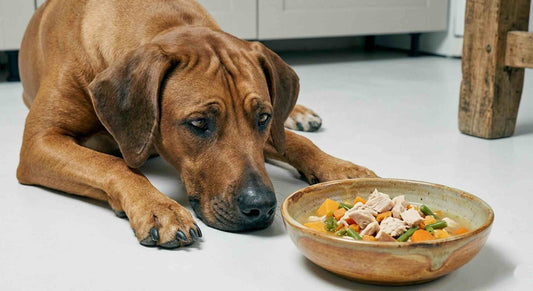 Dog is a Picky Eater - HOPE