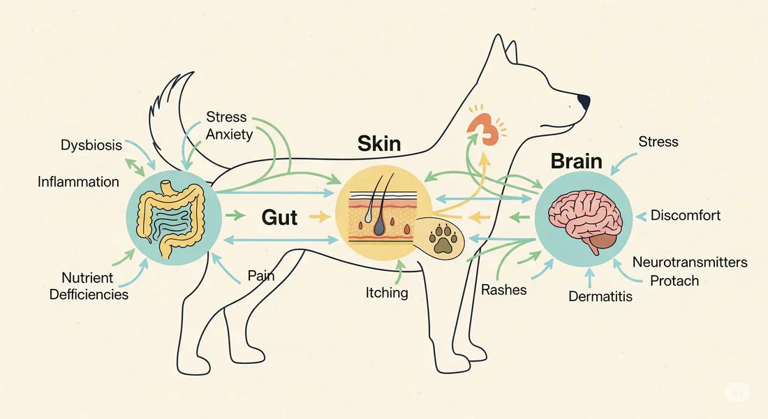 Why Your Dog’s Itching, Gas, and Anxiety Might Be Related (And What To Do)