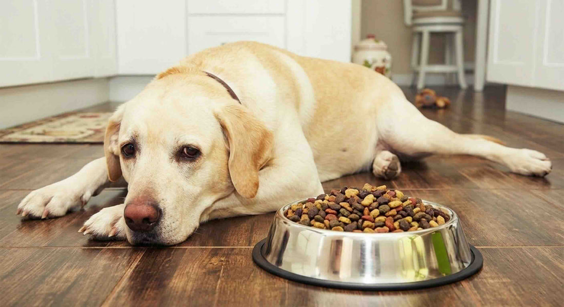 Inconsistent Dog Appetite