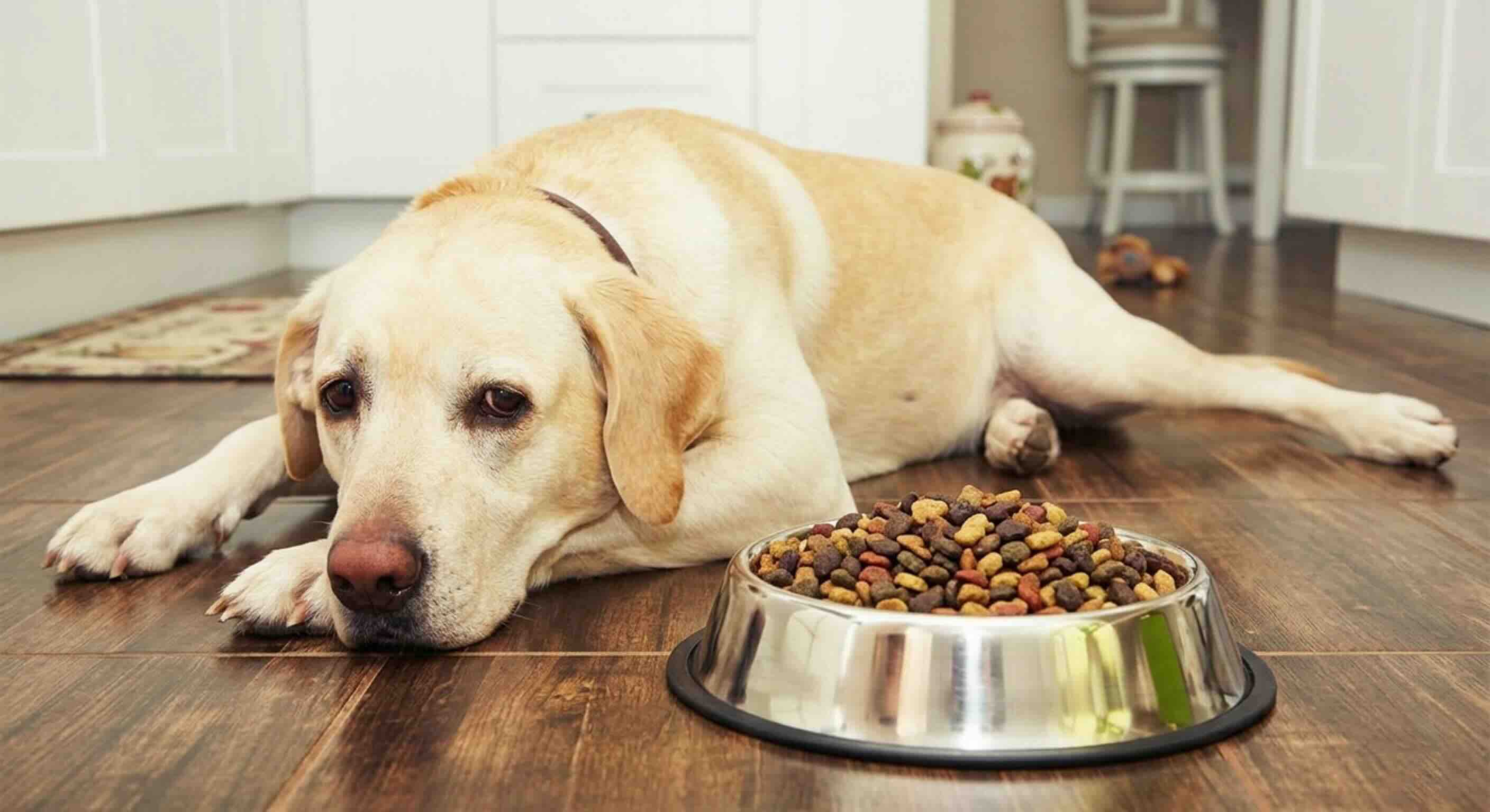 Inconsistent Dog Appetite