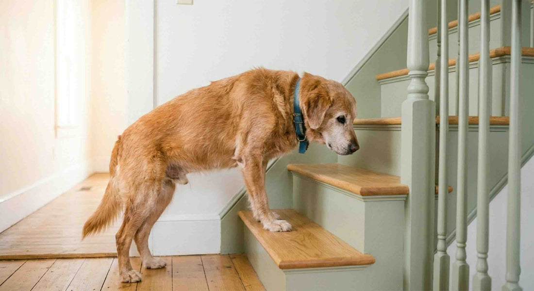 Senior Dog Care - Natural Solutions for Stiff Joints & Mobility Issues