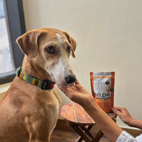 Step 1 - Healthy Dog