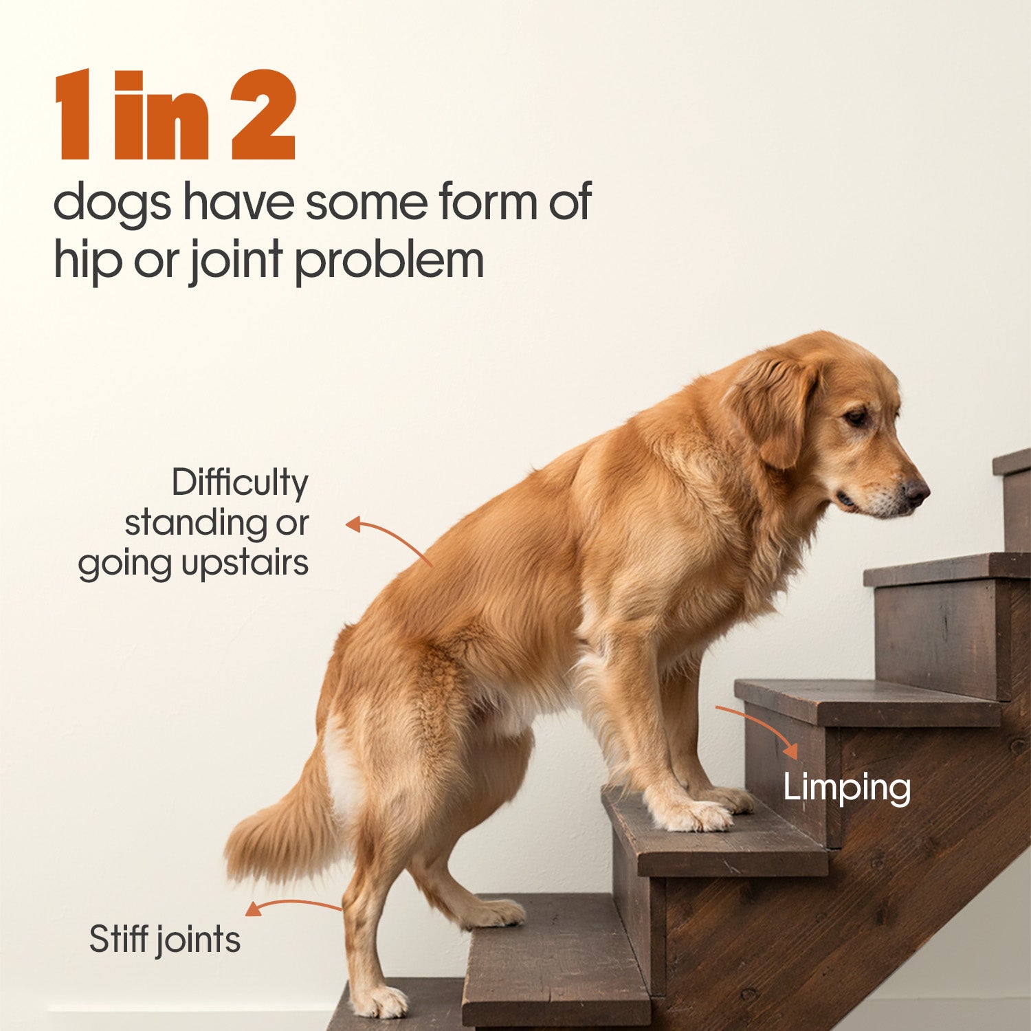 Hip + Joint Chicken Hoplet™ for Dogs | Mobility Chew 90 Hoplets