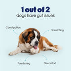 Pre+Probiotic Vegan Hoplet™ | Paw Licking & Scratching Relief | Gut Health 60 Hoplets