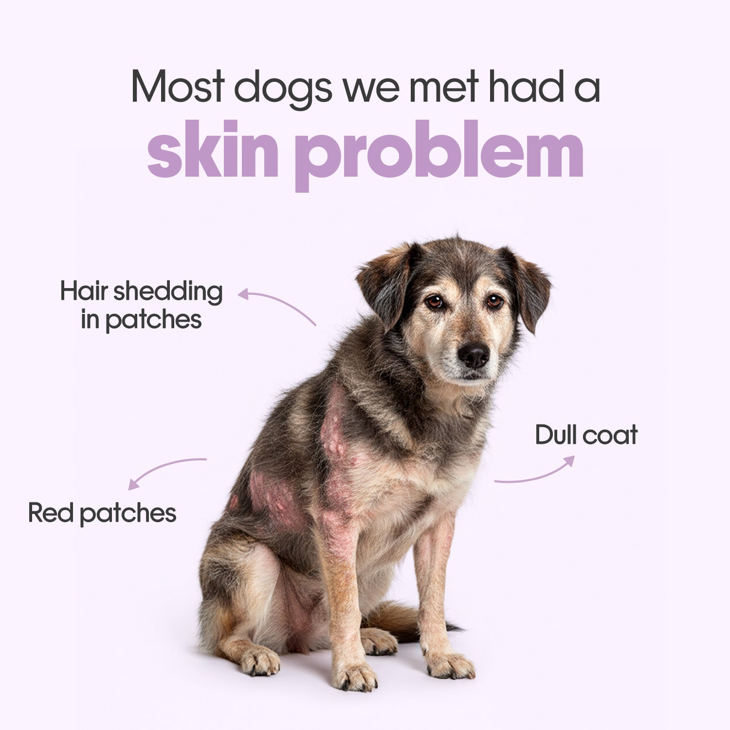 Skin + Coat Chicken Hoplet™ for Dogs | Shine & Itch Chew 30 Hoplets