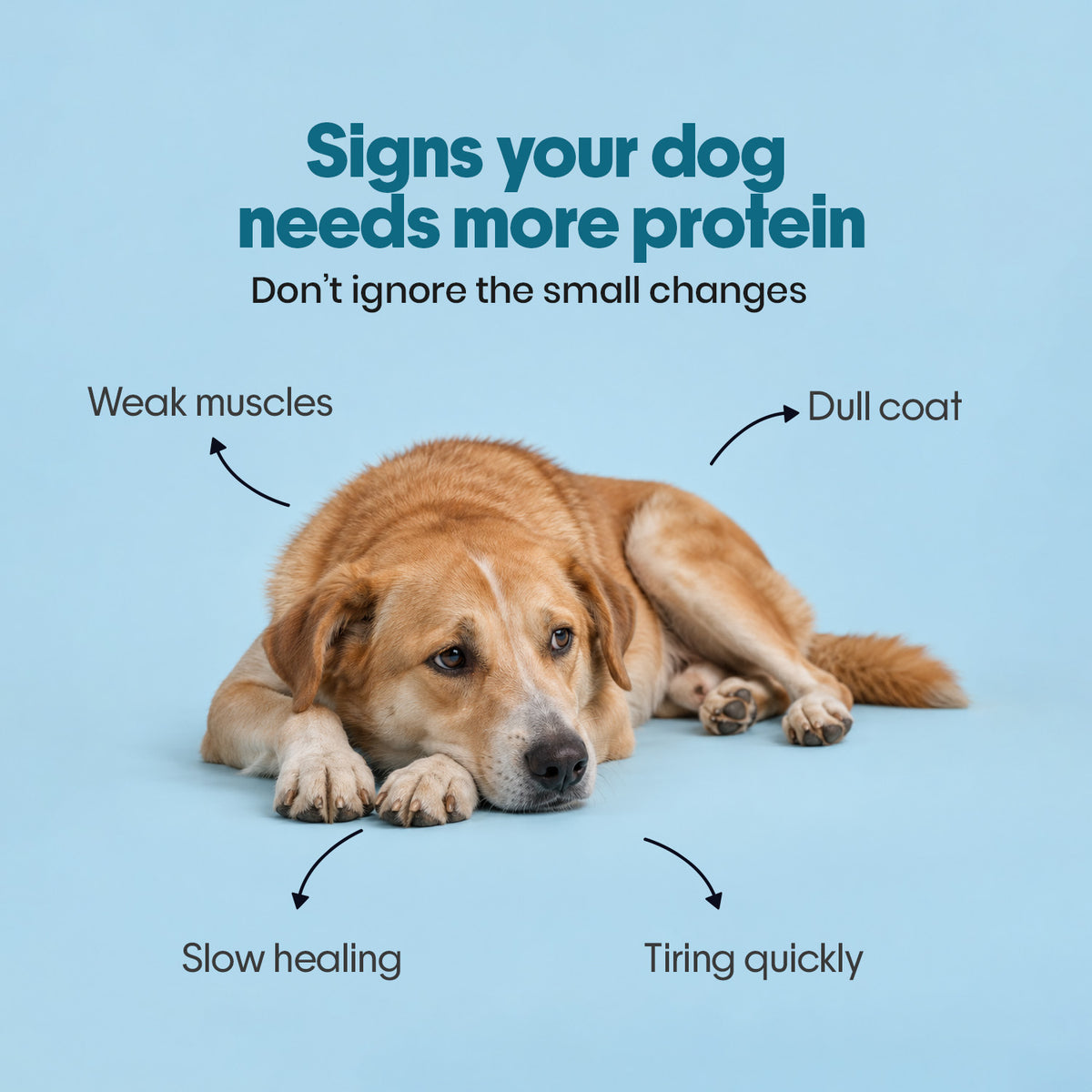 Everyday Protein Bar for Dogs Fish | 30 Bars