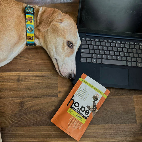 Step 4 - Fulfilled Life