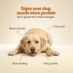 Everyday Protein Bar for Dogs Chicken + Fish | 15 Bars