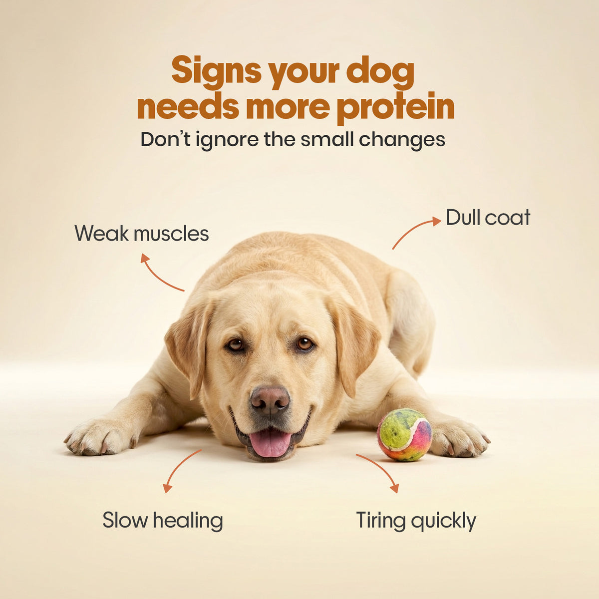 Everyday Protein Bar for Dogs Chicken + Fish | 15 Bars
