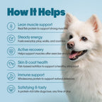 Everyday Protein Bar for Dogs Fish | 30 Bars