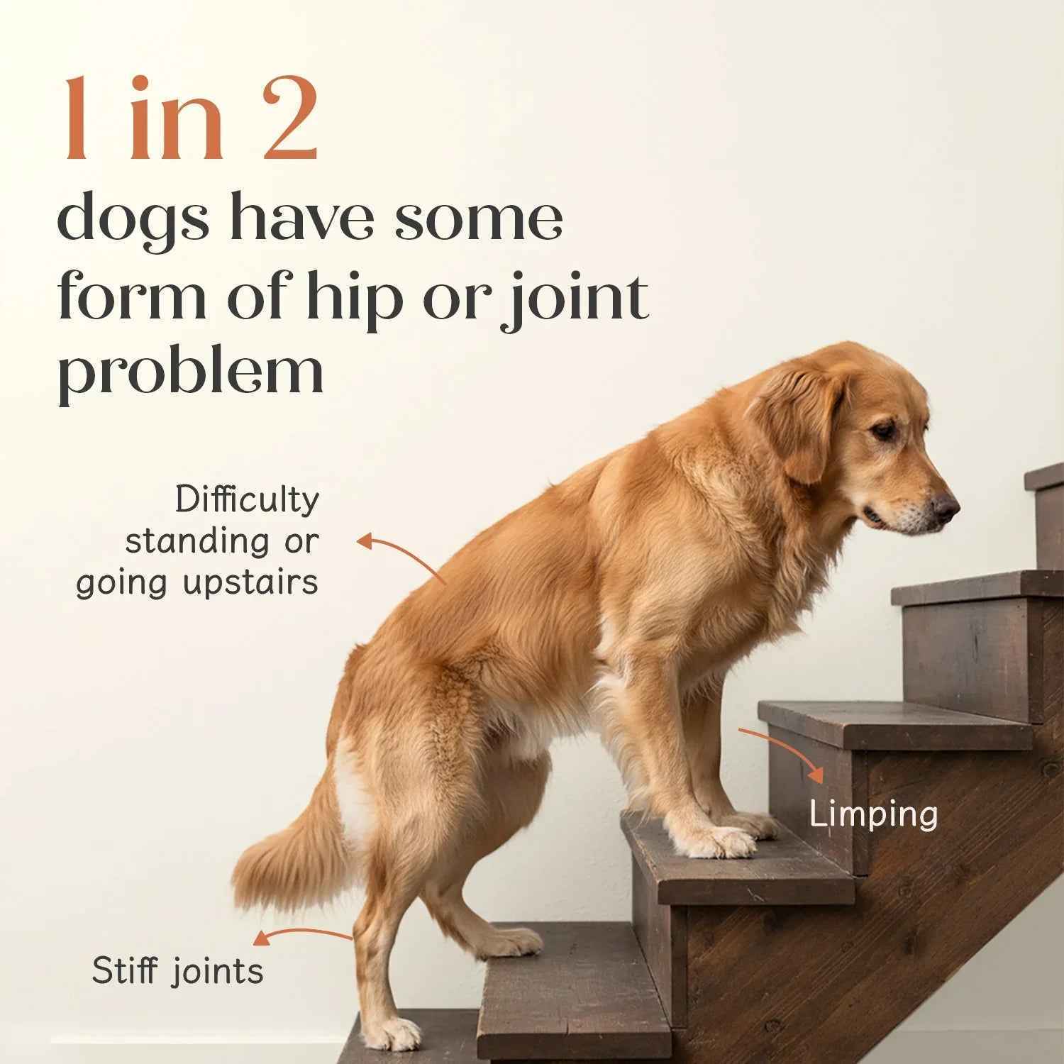 Hip + Joint Vegan Hoplet™ for Dogs | Mobility Chew (60 Hoplets)