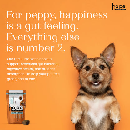 Pre + Probiotic Chicken Hoplet™ for Dogs | Gut Health Chew