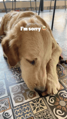 Pre + Probiotic Chicken Hoplet™ for Dogs | Paw Licking, Scratching Relief | Gut Health Chew (30 Hoplets)